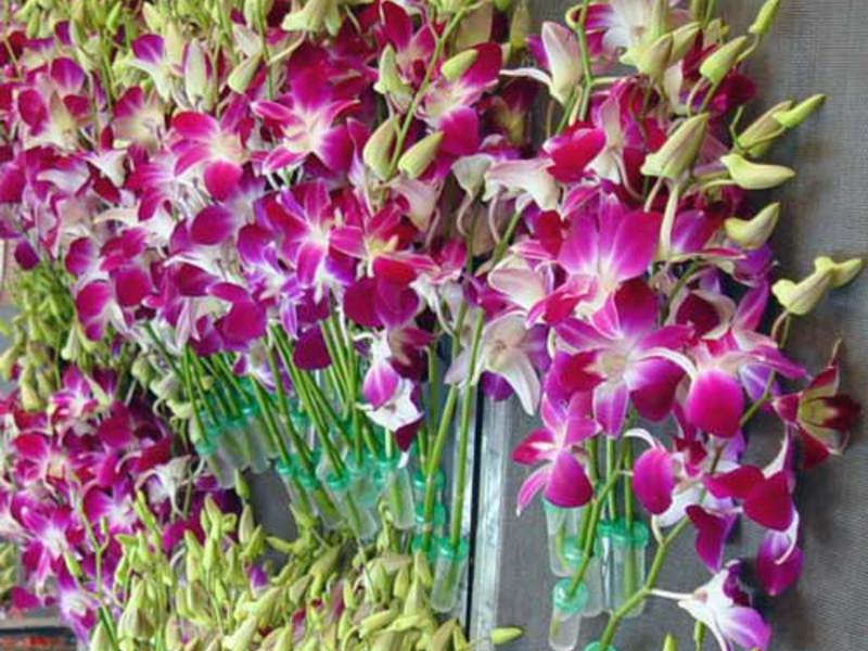 Indoor flowers Dendrobium