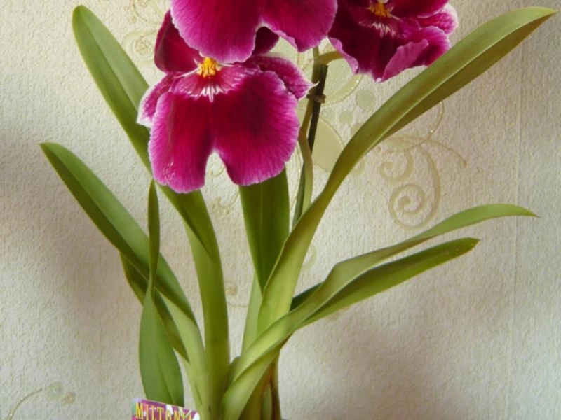 How to grow an orchid