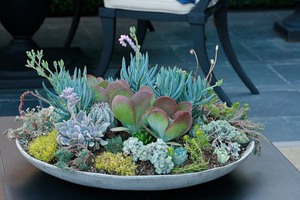 How are succulents used