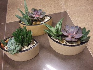 Succulents in design