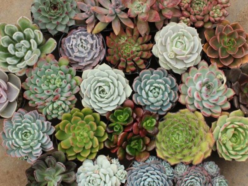 How to water succulents