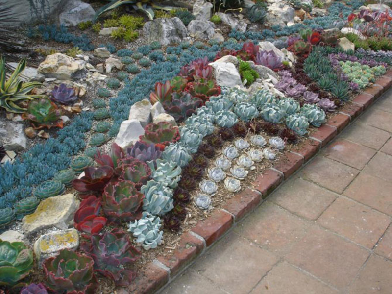 Succulents and cacti go well with all natural materials