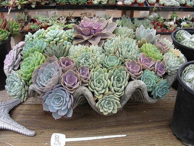 Interior decoration with succulents