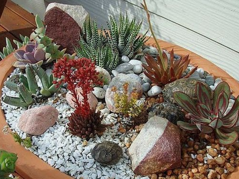 How to arrange succulents