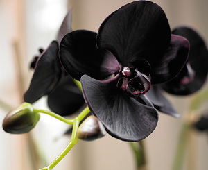 Dark orchid - how to care