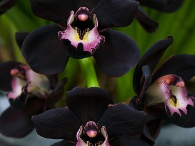 Types of black orchids