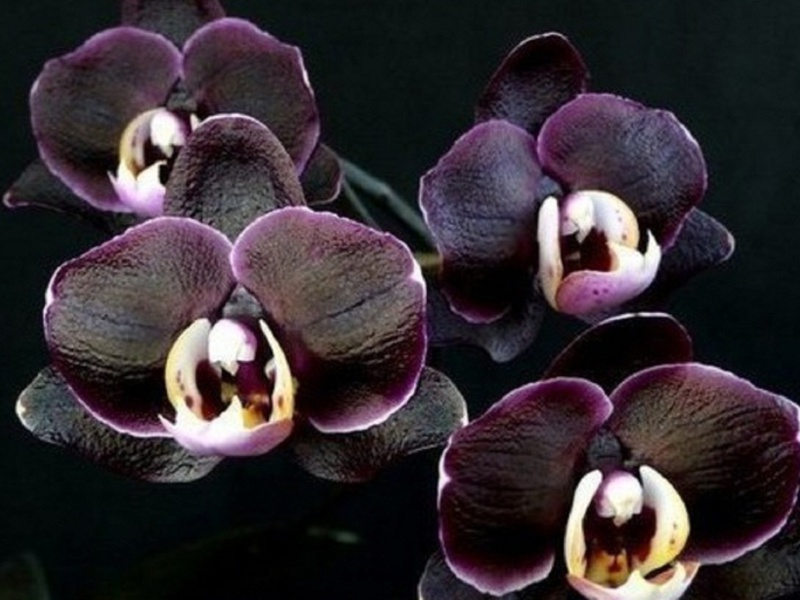 Blooming black orchid