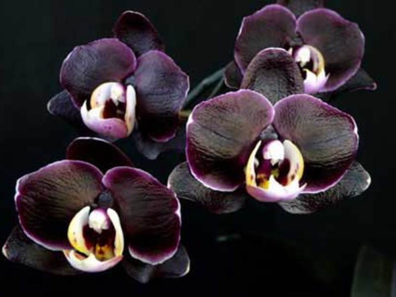 Varieties of black orchids