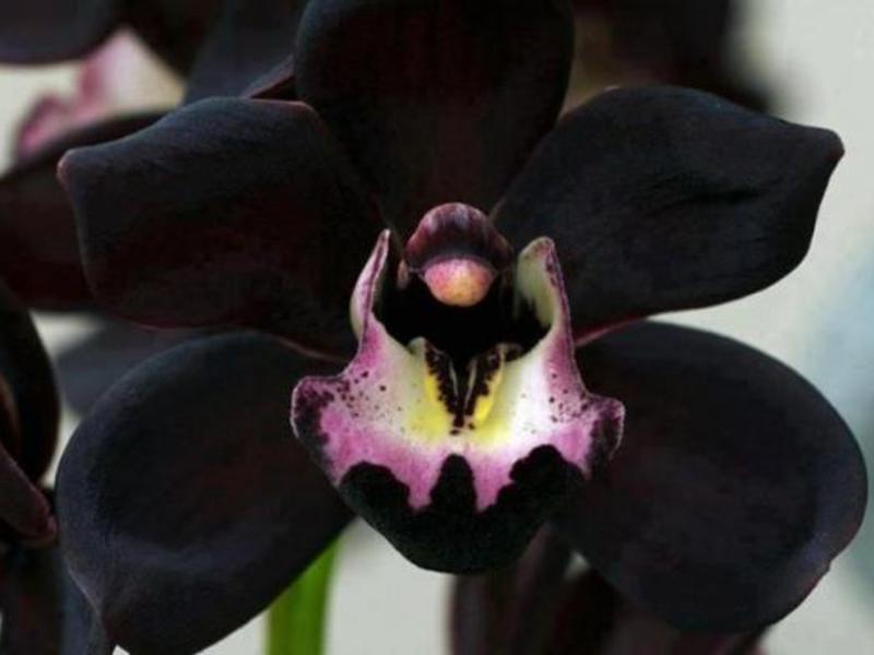 Description of black orchid flower