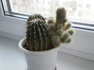 Special care for the cactus