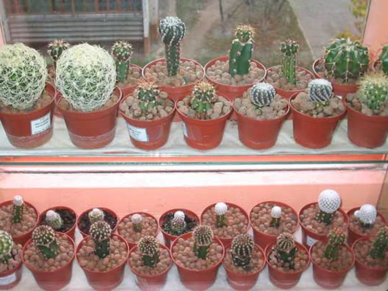 All the fun about cacti