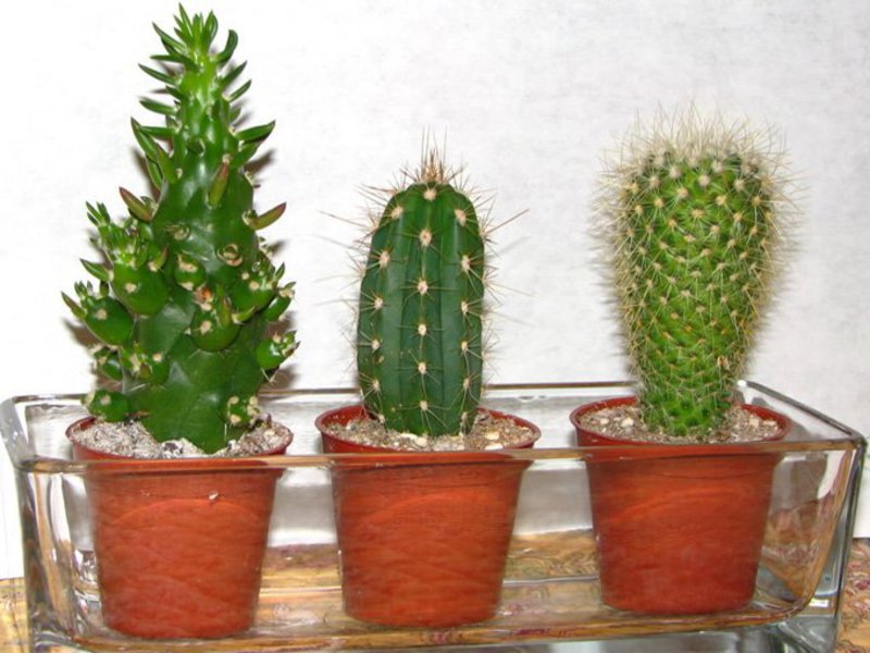 Cactus flowering period