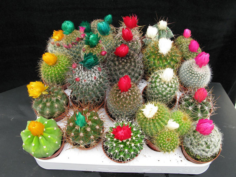 Reproduction of cacti