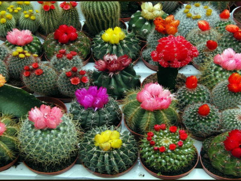 How to choose a cactus