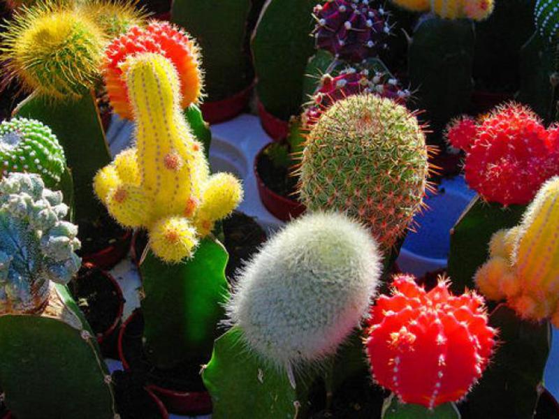 Prickly cactus