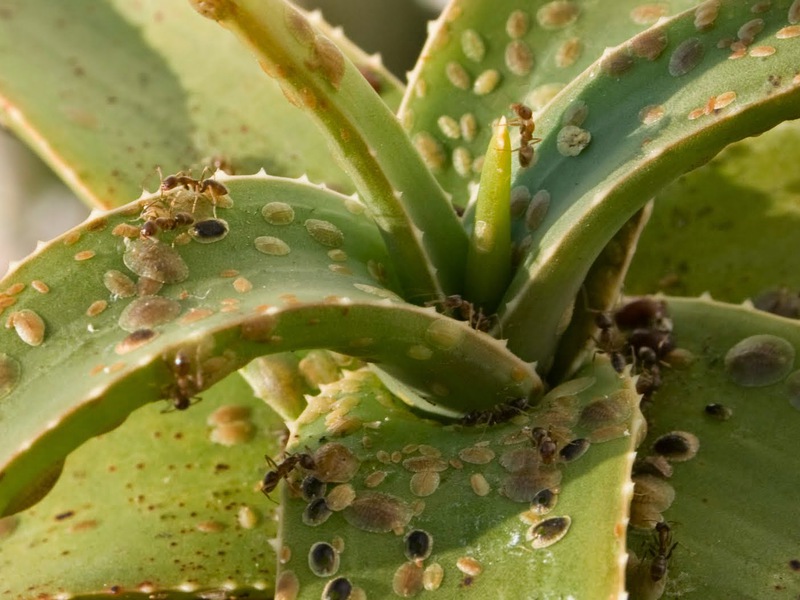 How to get rid of aphids