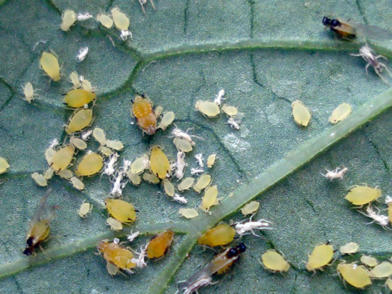 Dangerous pest of aphids