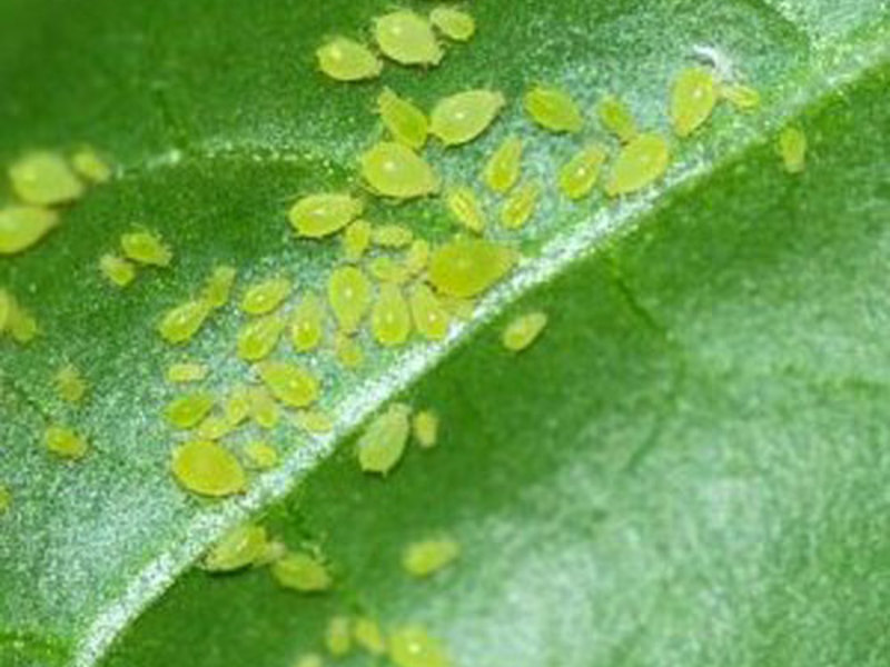 Aphids close up