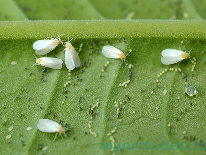 Insects on plants