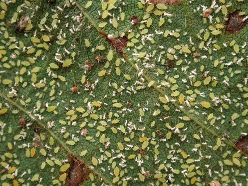 Aphid damage