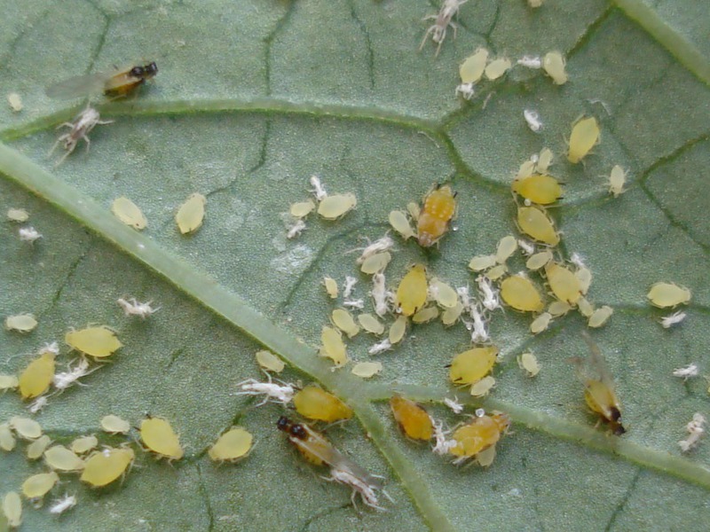 Aphids on a leaf of a plant