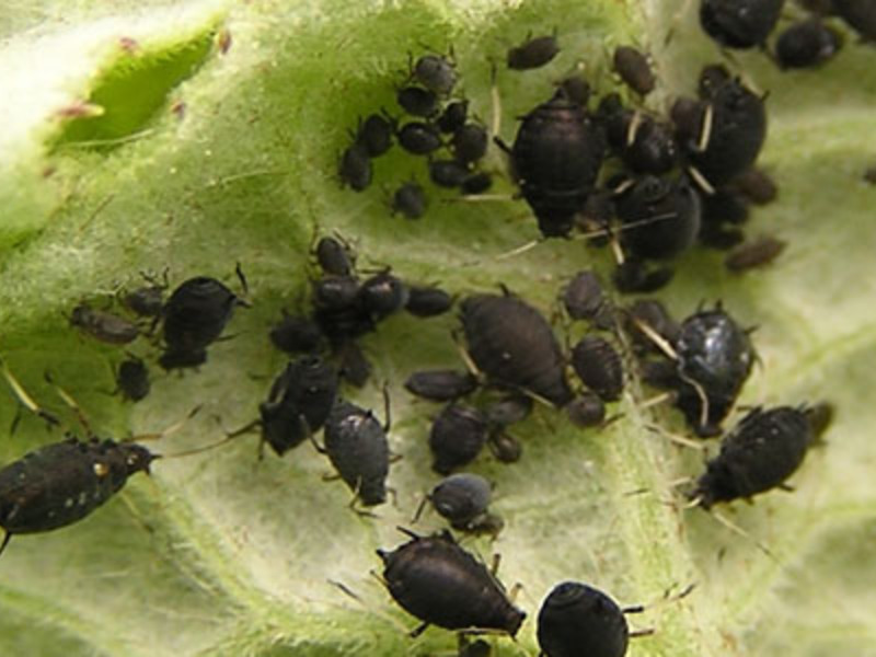 Ways to get rid of aphids