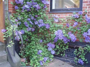 Curly flowers of clematis