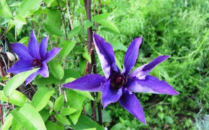 Blooming liana clematis