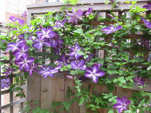 Clematis flowers