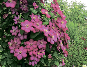 How clematis grows