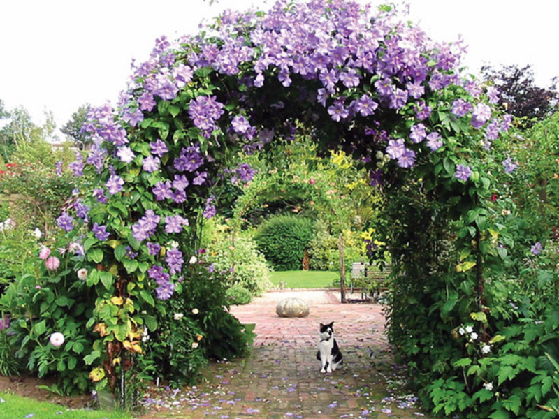 Place for planting clematis