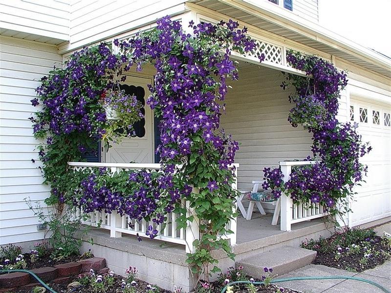 How and where to plant clematis