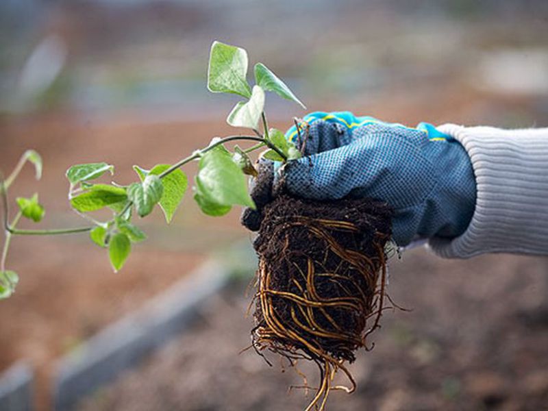 How to plant clematis correctly