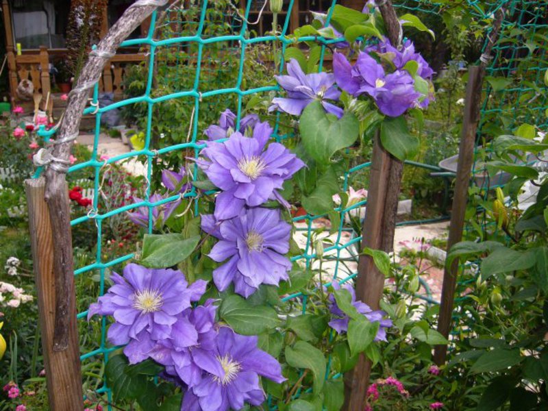 Clematis plant as a hedge