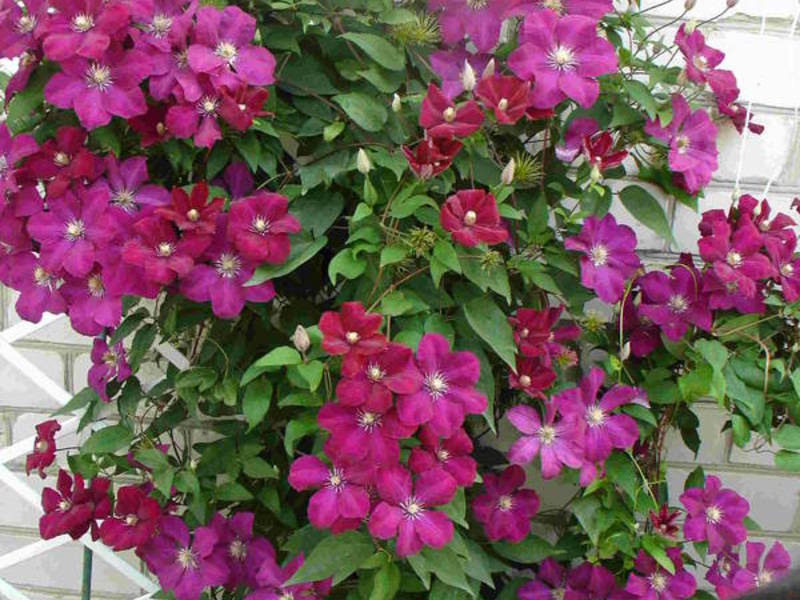 Where to plant clematis