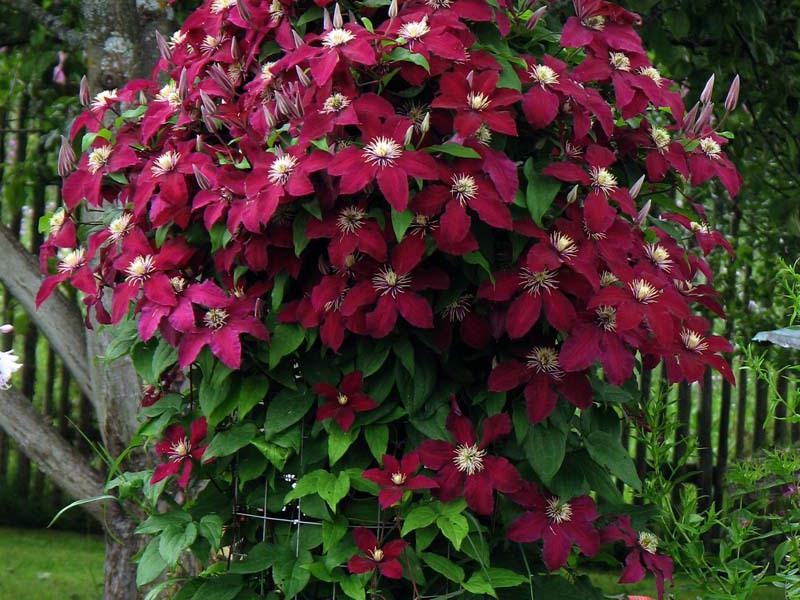 Climbing vine