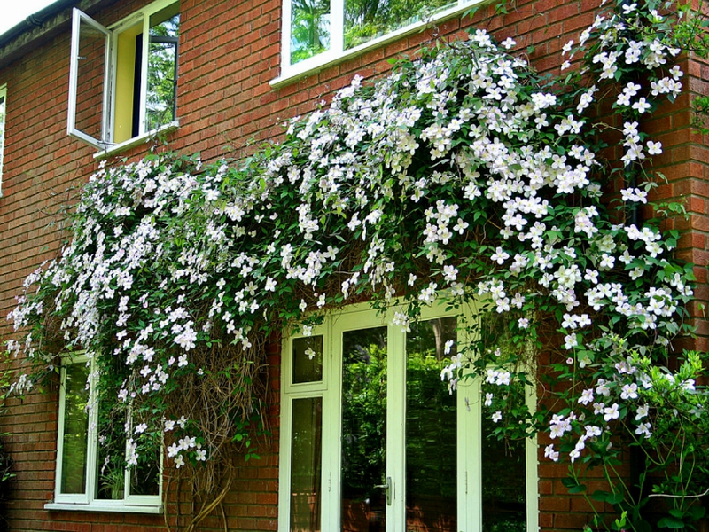 Cultivation of clematis