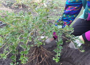 The nuances of timing for planting gooseberries