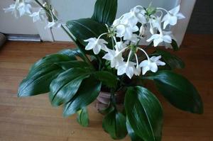 Eucharis large flowering