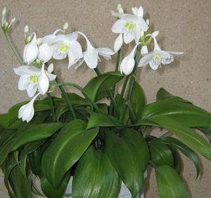 Eucharis flowers