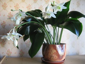 Indoor flowers eucharis