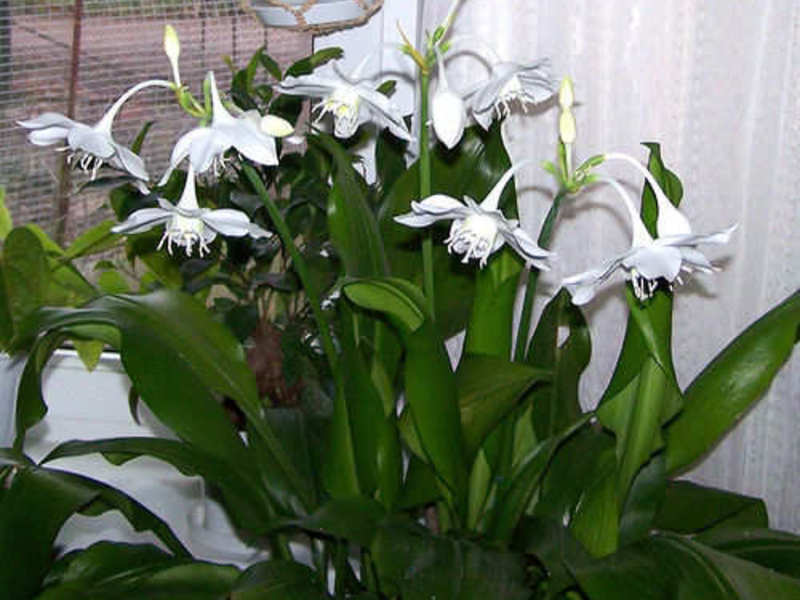 Planting an Amazon lily