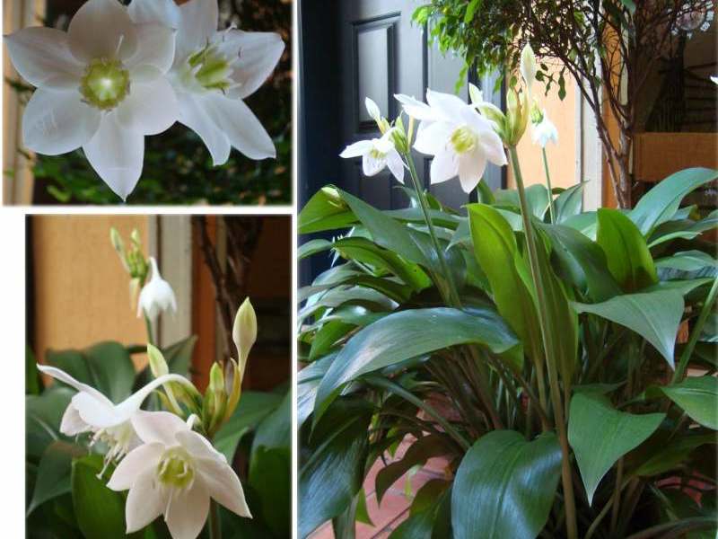 How to transplant eucharis