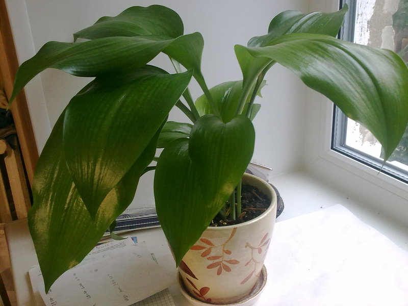 Eucharis flowering period