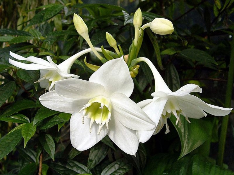 Eucharis large flowering