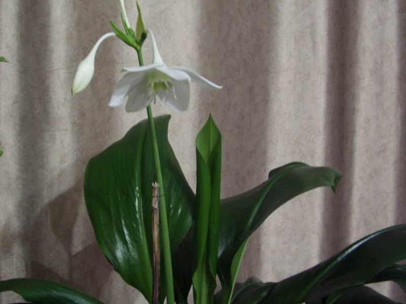 Blooming eucharis