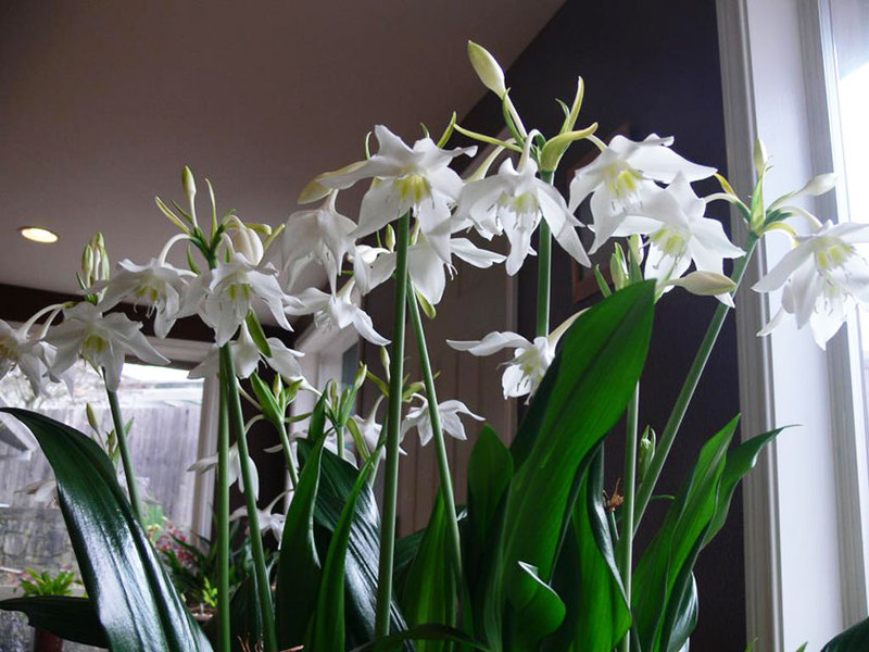 Eucharis amazonian lily