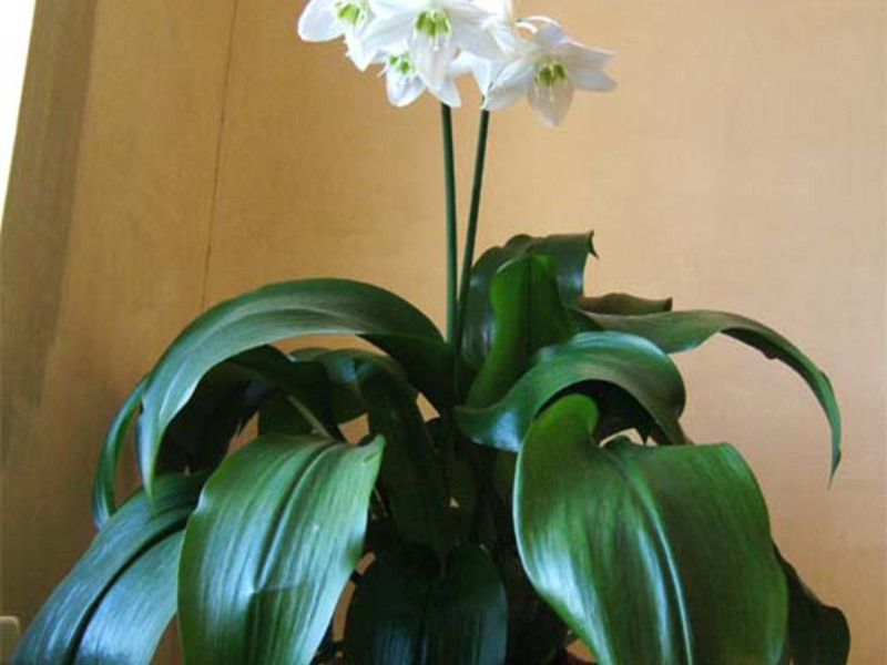 Eucharis large flowering