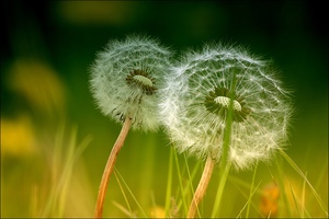 Dandelions and their response to sunlight