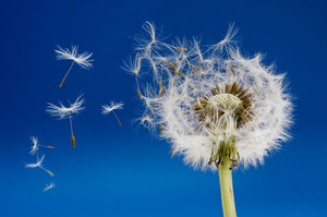 White fluffy dandelion